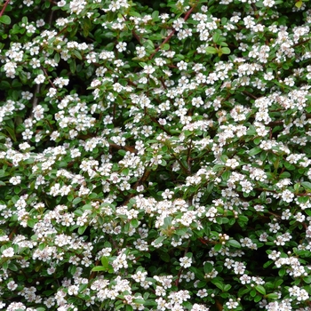Cotoneaster dammeri 'Streibs Findling' 