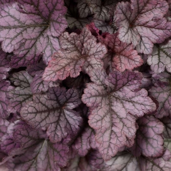 Heuchera 'Purple Rain Forest' PP27,302 P2