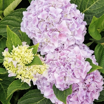 Hydrangea macrophylla 'Hokomapfloy' PPAF