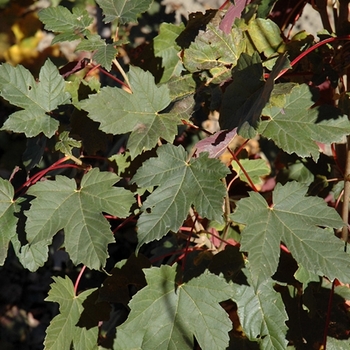 Acer pseudoplatanus 'Tunpetti' 