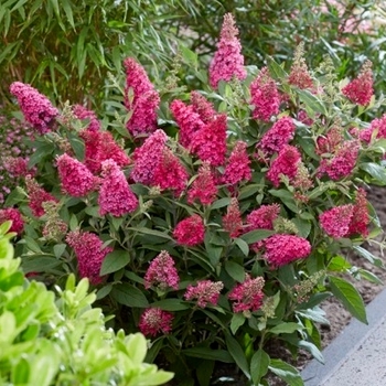 Buddleia davidii 'Li'l Grape&trade;' PP20251 P3