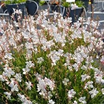Gaura lindheimeri 'Dark Rose' PP24600P2