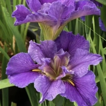Iris 'Jeri' 