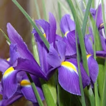 Iris 'Louisiana Purple' 