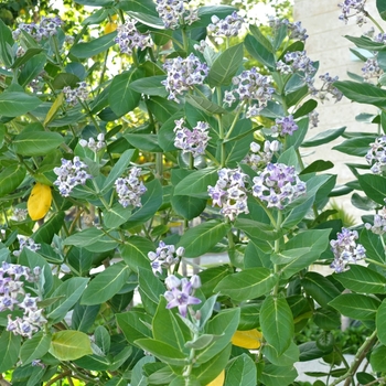 Calotropis gigantea