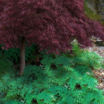 Selaginella 'Multiple Varieties' 