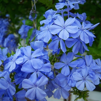 Plumbago auriculata 'Imperial Blue' 