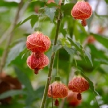 Abutilon 'Albus' 