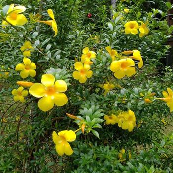 Allamanda blanchetii
