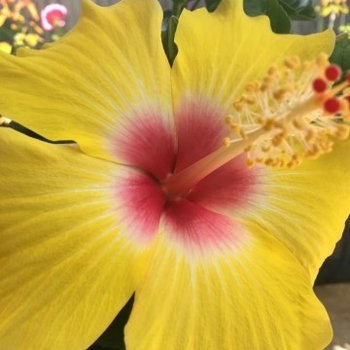 Hibiscus rosa-sinensis 'Sunset Yellow' 