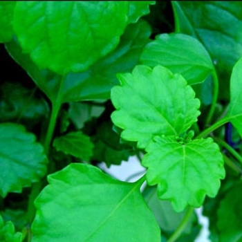 Plectranthus verticillatus