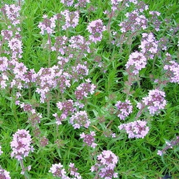Thymus 'Spicy Orange' 