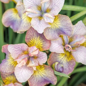 Iris sibirica 'Charming Billy' PP21639P3