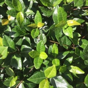 Trachelospermum asiaticum 'Minima' 