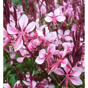 Gaura lindheimeri 'Whirling Butterflies' 