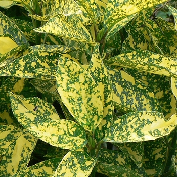 Aucuba japonica 'Variegata' 