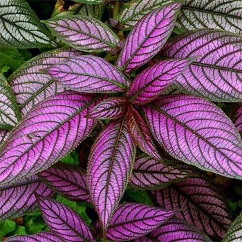 Strobilanthes anisophyllus 'Purpurea' 