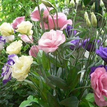Eustoma grandiflorum 'Purple' USPP20533P2