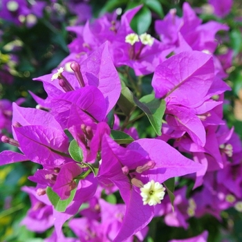 Bougainvillea 'New River' 