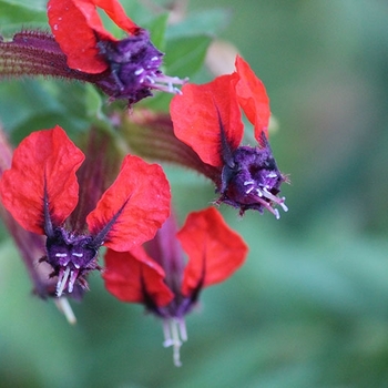 Cuphea x purpurea 'Firefly' 