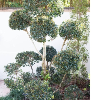 Syzygium paniculatum