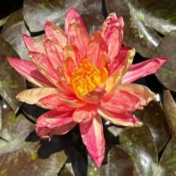 Nymphaea 'Wanvisa' 