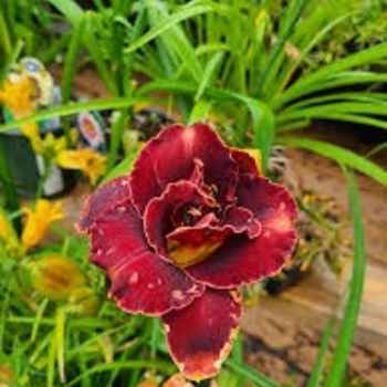 Hemerocallis 'Night Embers' 