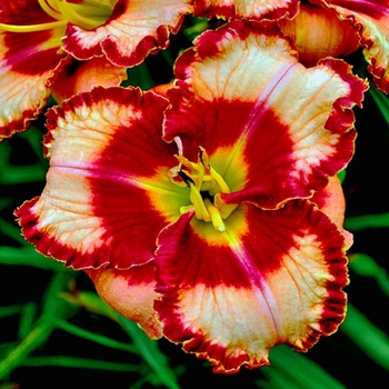 Hemerocallis 'Lies and Lipstick' 