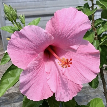 Hibiscus rosa-sinensis 'Seminole Pink' 