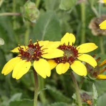 Berlandiera lyrata