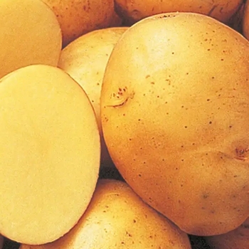 Solanum tuberosum 'Yukon Gold' 