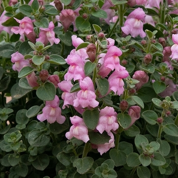 Antirrhinum sempervirens 'P020S' PP22,247