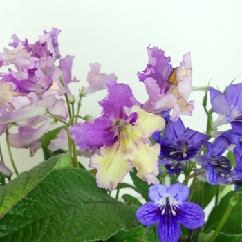 Streptocarpus 