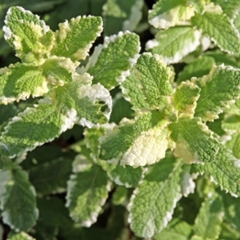 Mentha suaveolens 'Variegata' 