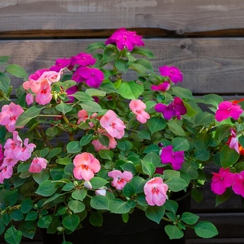 Impatiens 