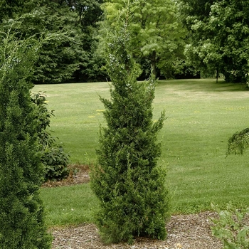 Juniperus chinensis 'Hetzii Glauca' 