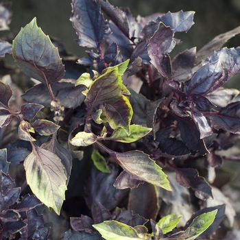 Ocimum basilicum 'Dark Opal' 