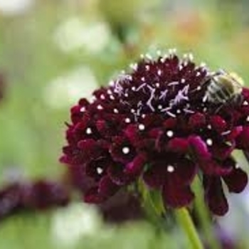 Scabiosa atropurpurea