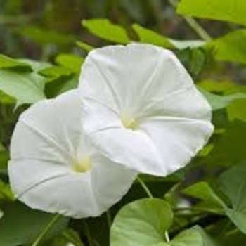 Ipomoea alba