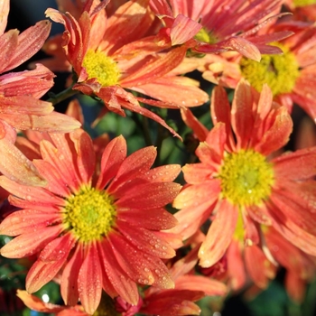 Chrysanthemum 'Campfire Glow' 