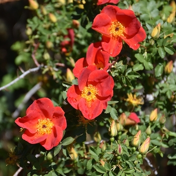 Rosa foetida 'Bicolor' 