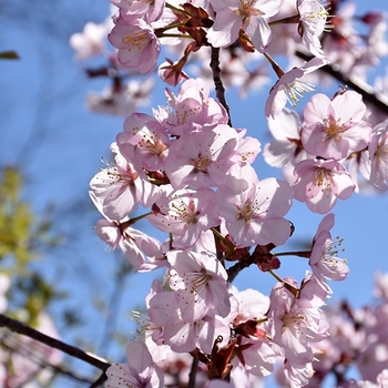 Prunus sargentii 'Hokkaido Normandale' PP21,967