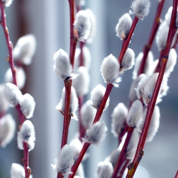 Salix caprea