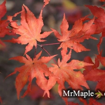 Acer palmatum 'Aka Shigitatsu sawa' 