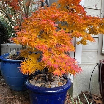 Acer palmatum 'Mikawa Yatsubusa' 