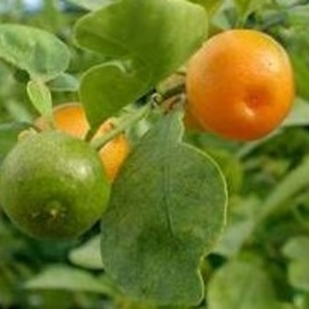 Citrus x microcarpa