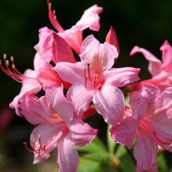 Rhododendron Northern Lights hybrid 'Candy Lights&trade;' 20,220,057