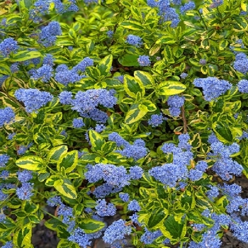 Ceanothus 'Lemon Ice' 