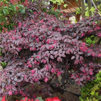 Loropetalum chinense 'Carolina Midnight' 