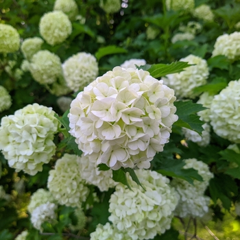Viburnum opulus 'Sterile' 